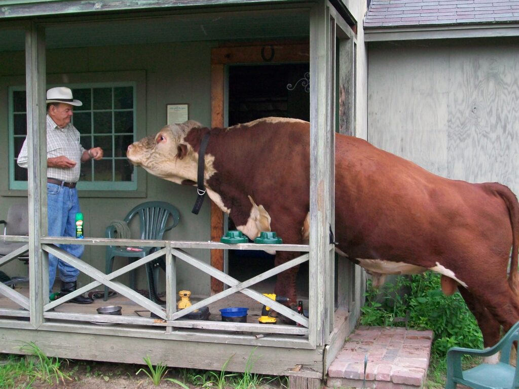 A large brown and white bull stands on a porch, leaning into an open door. An elderly man in a white hat looks curiously at the bull as if it's an unexpected guest at a rustic wedding. The porch, adorned with chairs and tools, adds to the charmingly unconventional scene.